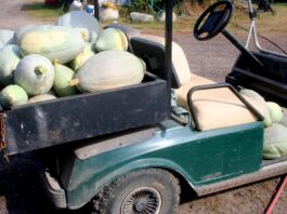 It’s supposed to freeze tonight