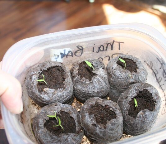 And I thought I was done planting peppers