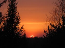 Our first robin arrived today