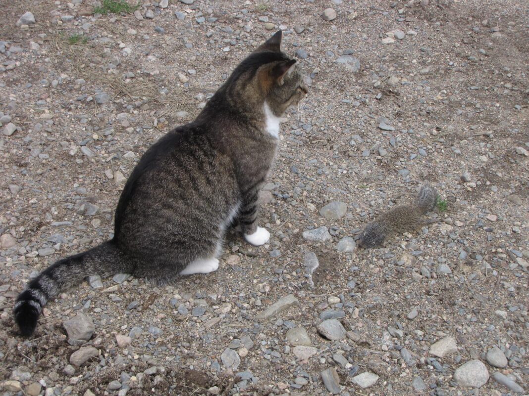 Mittens_0424