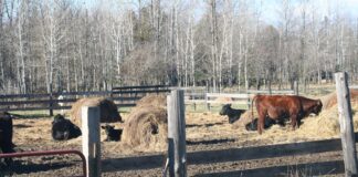 Winter’s coming like a freight train