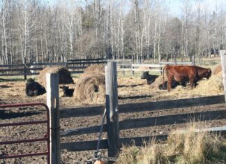 Winter’s coming like a freight train