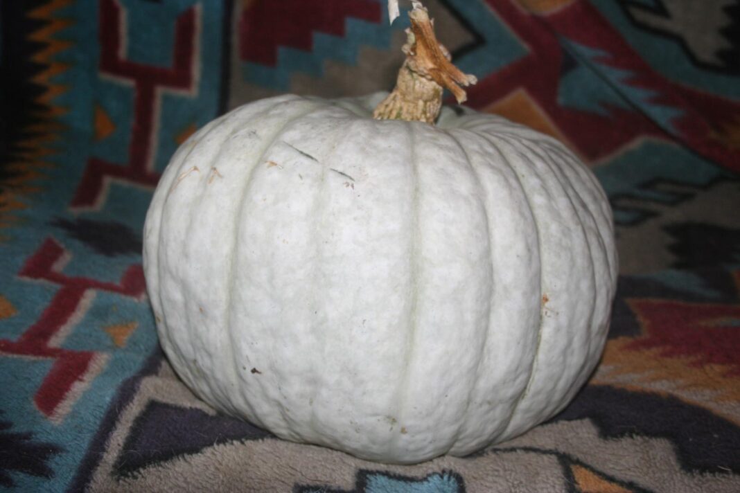 Porcupine-squash_1824