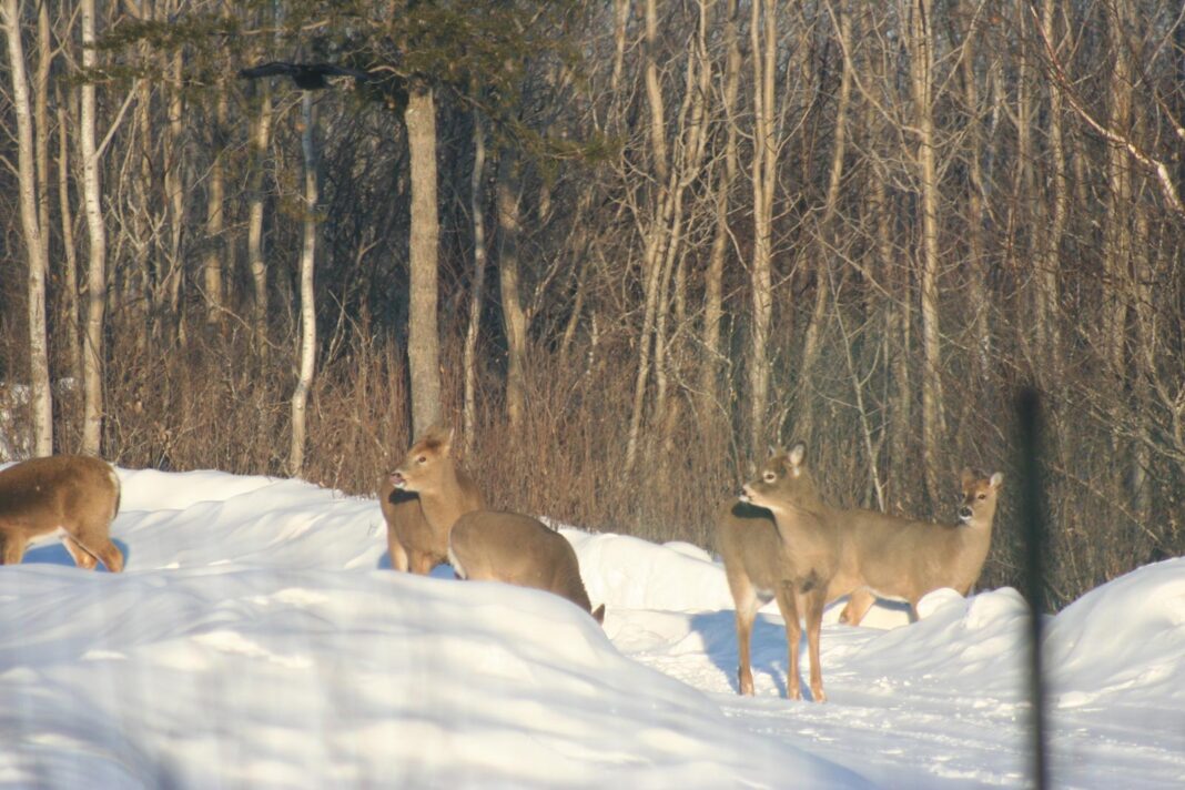 Deer-herd_3493