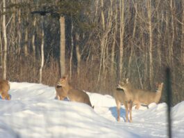 The sun is shining and the birds are singing