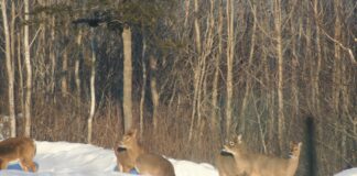 The sun is shining and the birds are singing