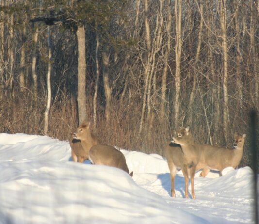 The sun is shining and the birds are singing