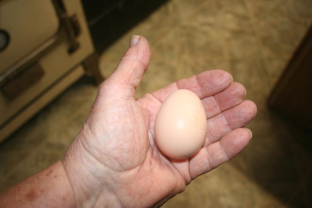 Pullet-egg_1872