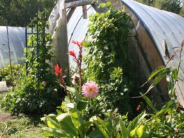 I’ve started plotting out our gardens for this year