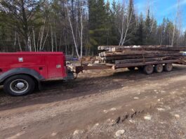 I saw my first robin today!