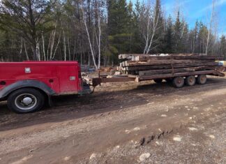 I saw my first robin today!