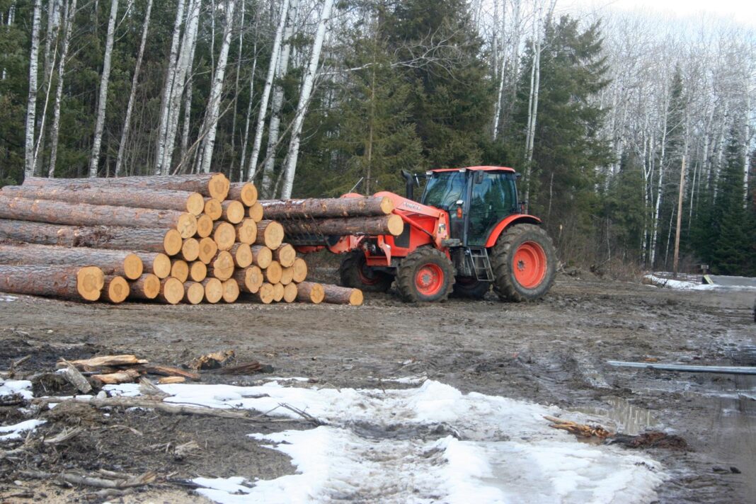 Pine-logs_2041