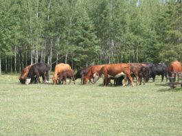 We were excited to see another wolf on the beaver pond