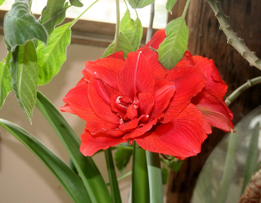 amaryllis_2151