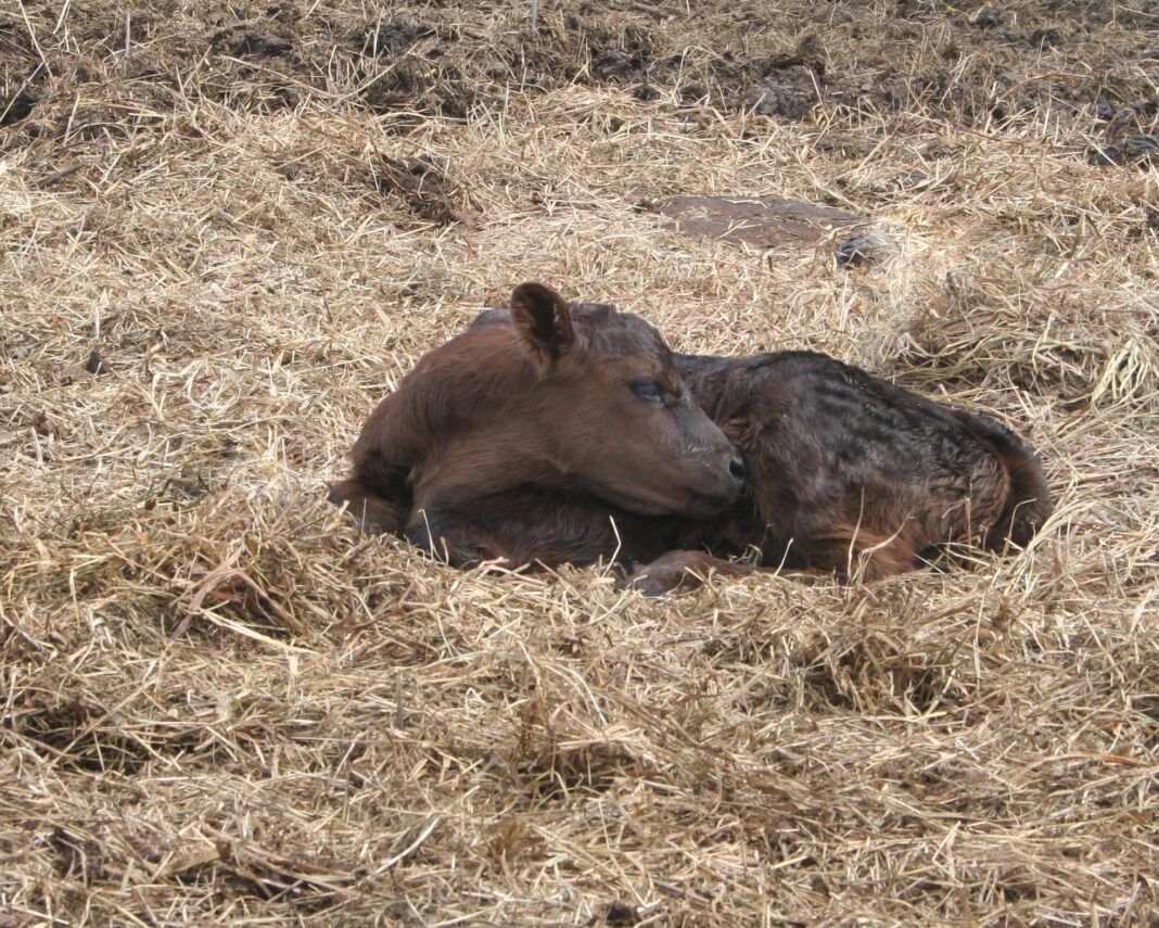 Calf_6746