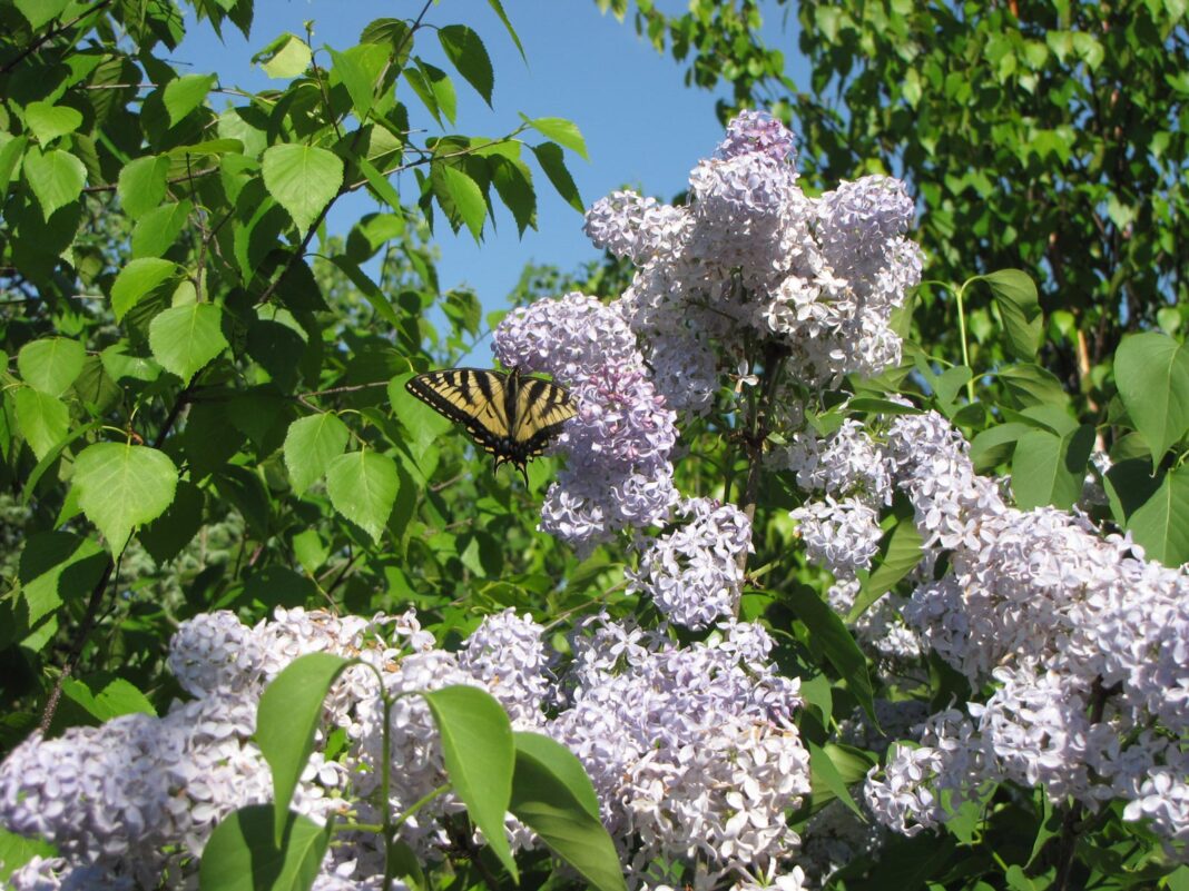 Lilacs_7262