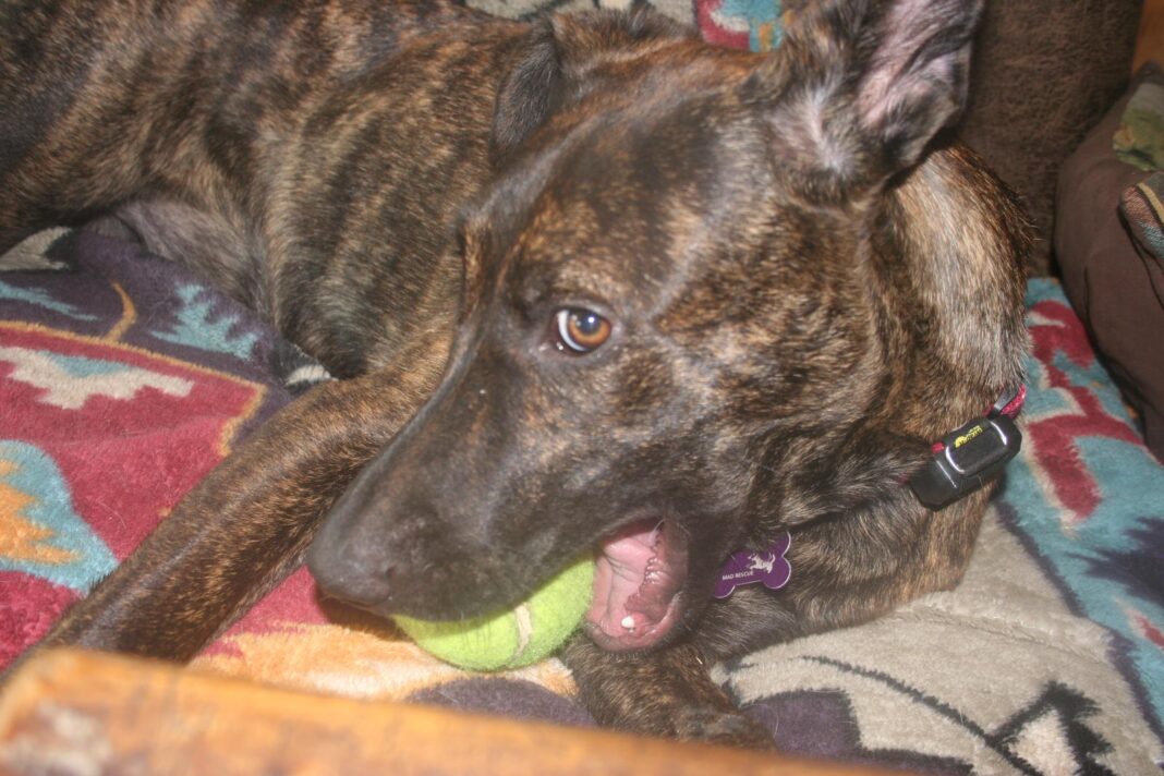 Gypsy-ball_2423