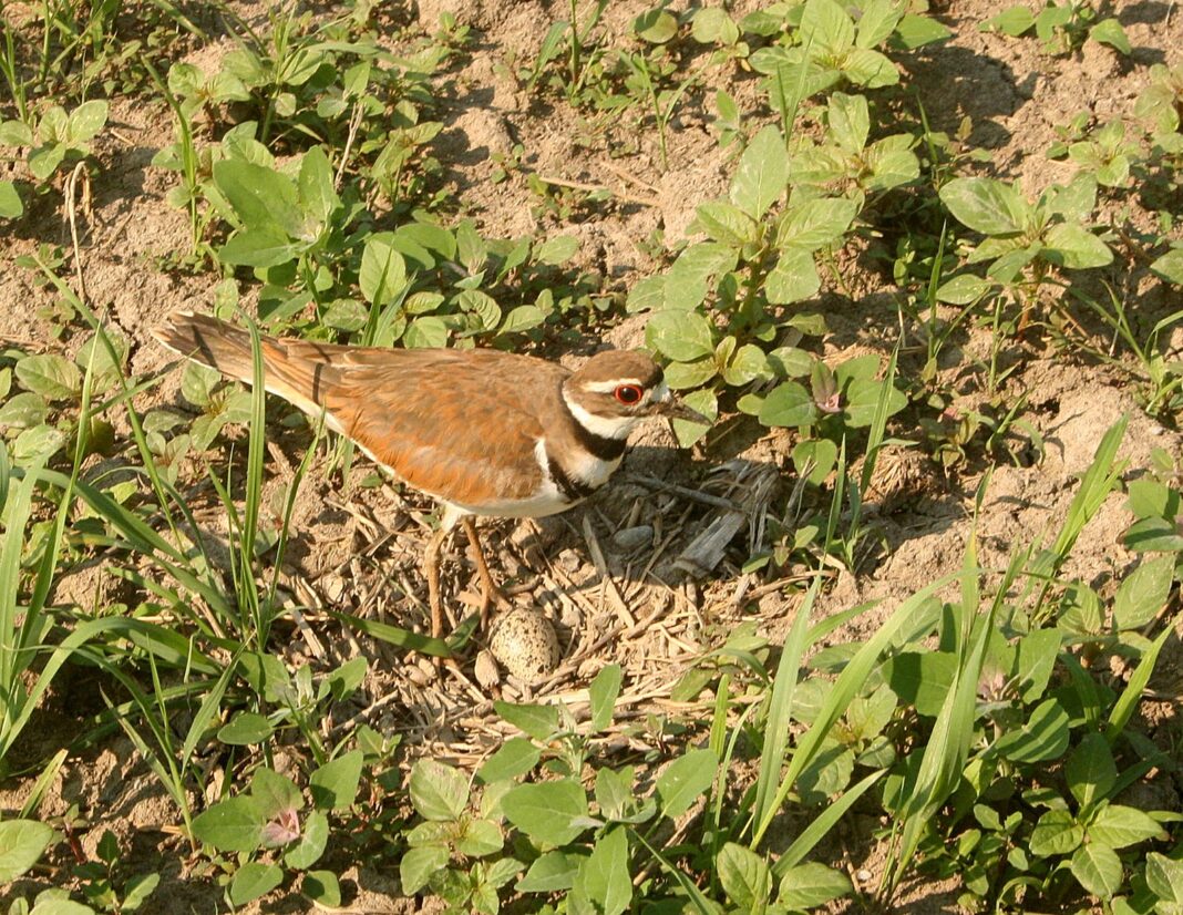 Killdeer_2334