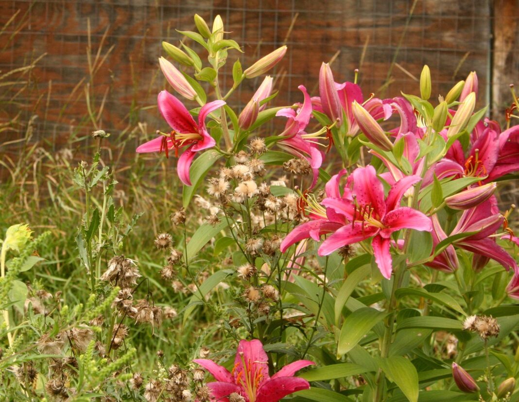 Asiatic-lilies_2494