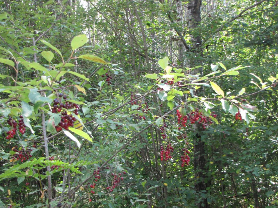 Chokecherry_0659