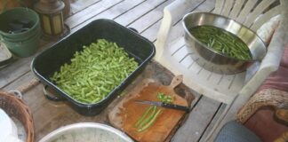 I’m buried in green beans!