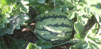 Our harvest is coming on gangbusters