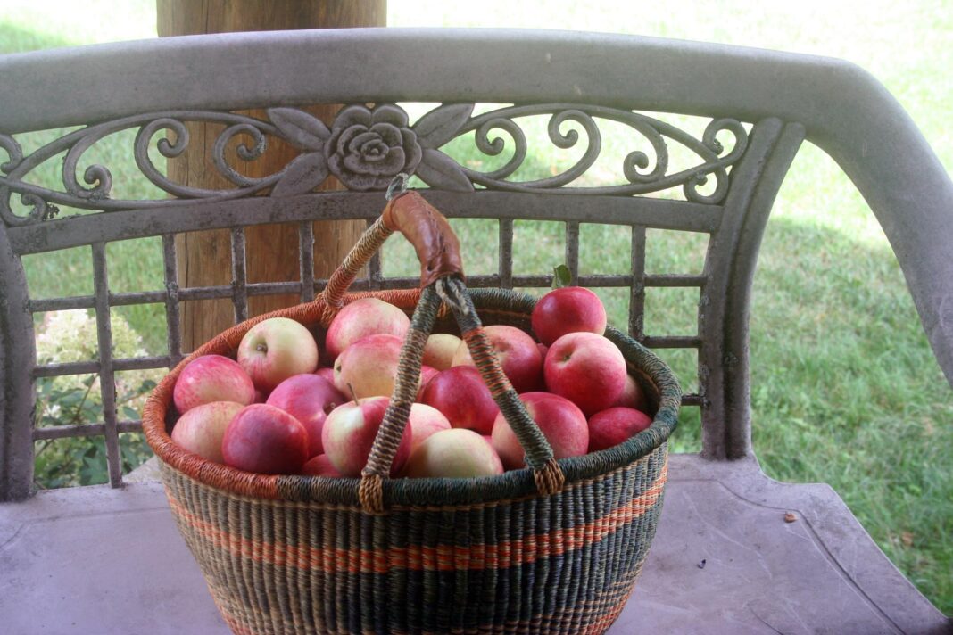 Apples_2594