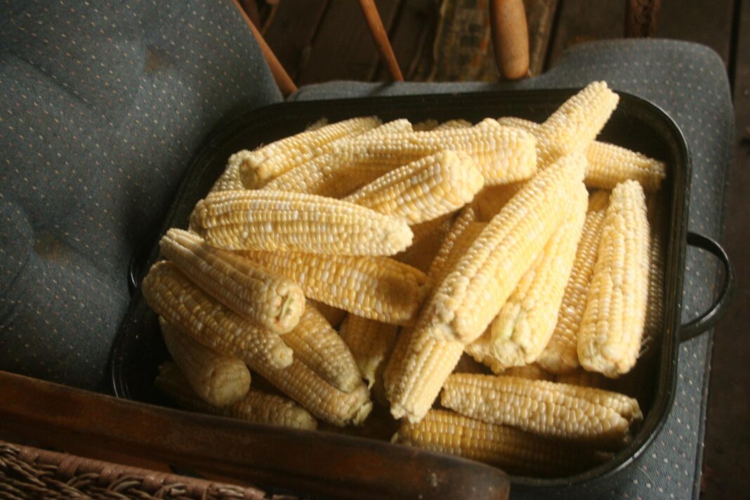 Corn_2732