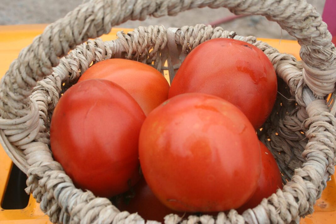 Early-Rouge-tomatoes_2803
