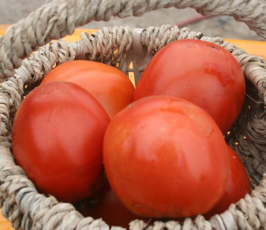 Holy cow, do we have tomatoes!