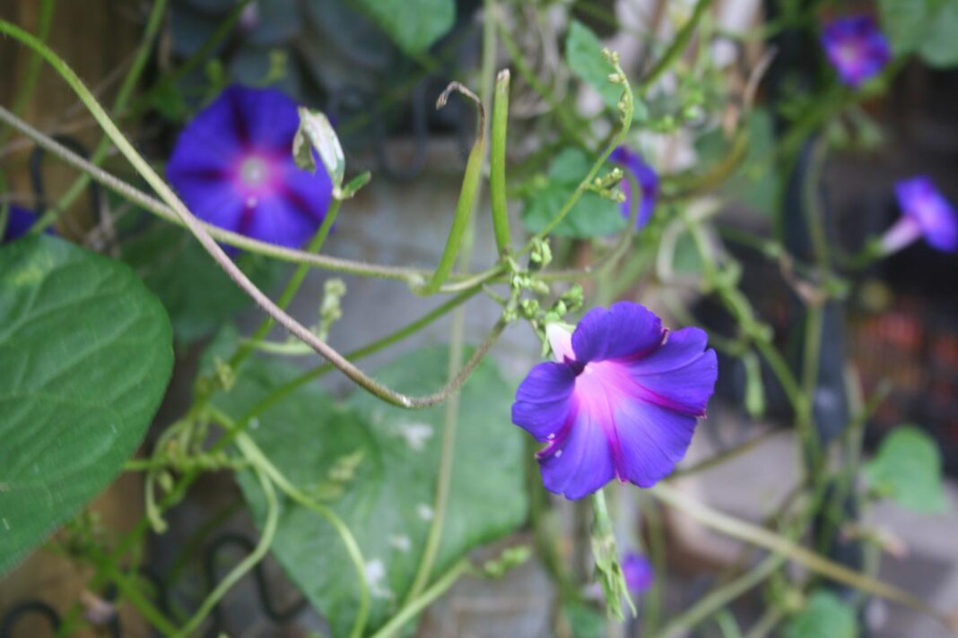 Morning-glories_1703