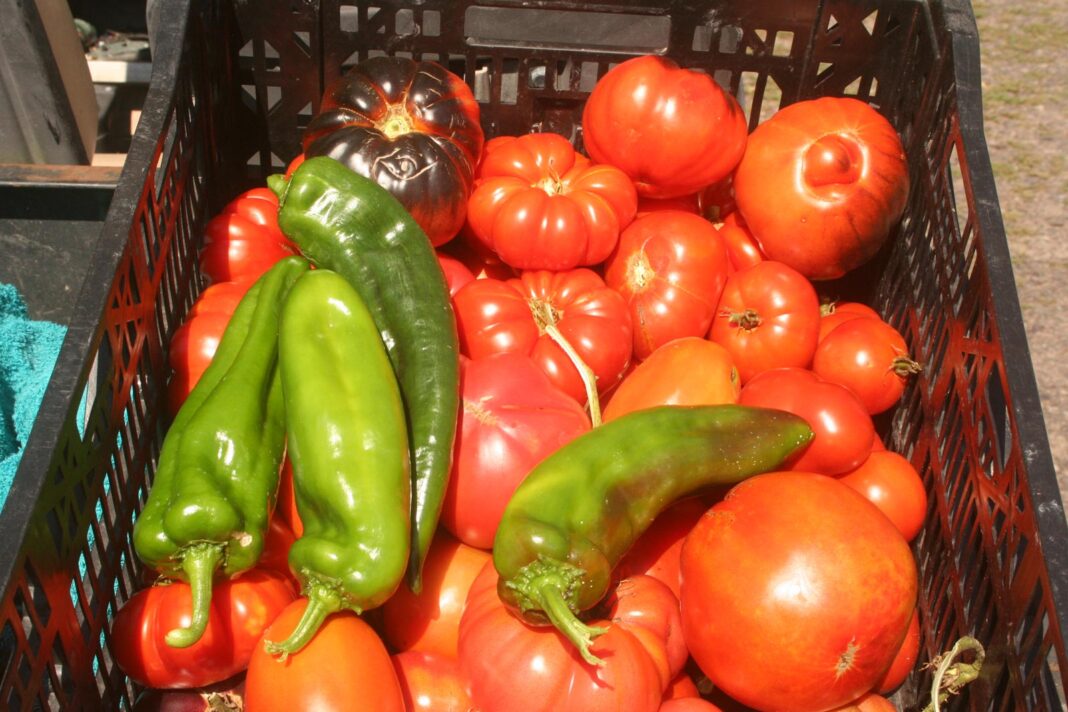 Tomatoes-and-peppers_2661
