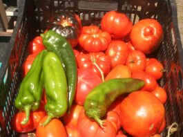 What a dilemma, can more apples, plums, tomatoes, or corn?