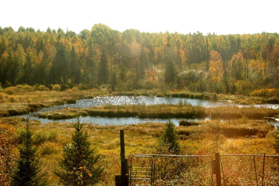 Beaver-pond_2752