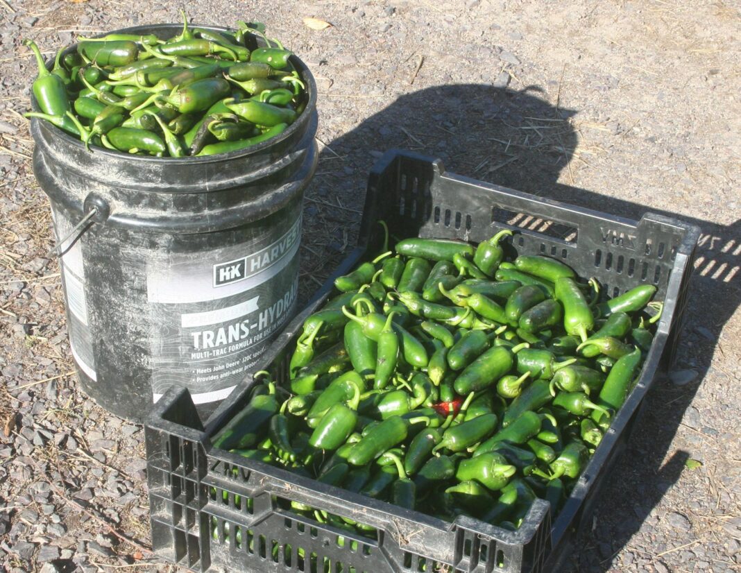 Peppers_2756