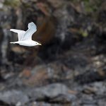 Bird01_450