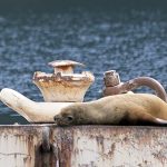 SeaLion02_450