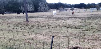 1897 Winchester shotgun leaning on a fence