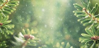 Beautiful green fir tree branches close up. Christmas and winter concept.