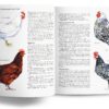 Chickens — A Backwoods Home Guide - Image 3